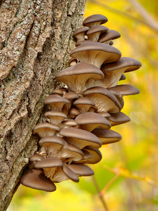 REISHI