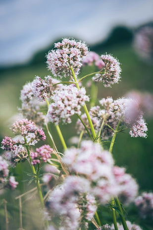 VALERIAN ROOT